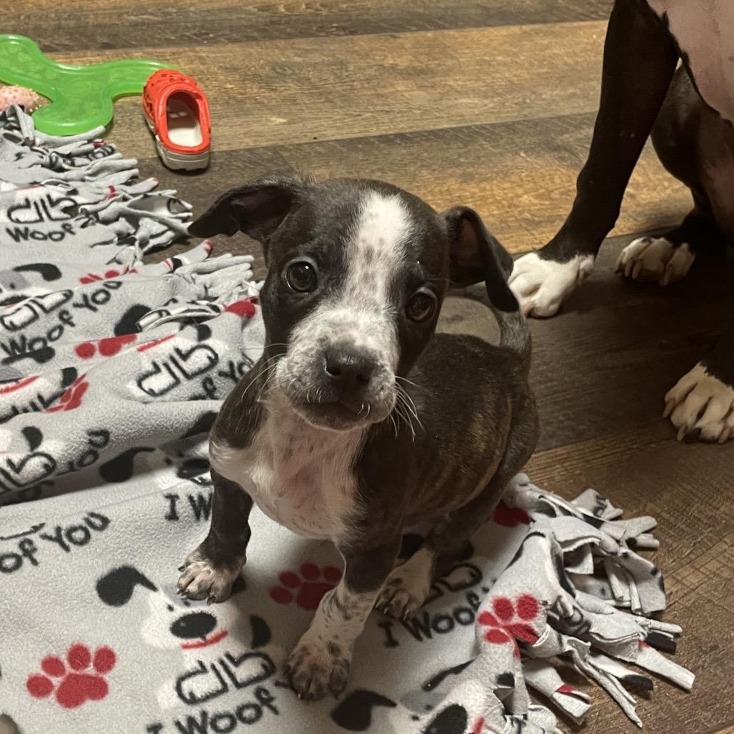 Enlarge Butters, a Adoptable mixed breed in Avon, OH image 5/6