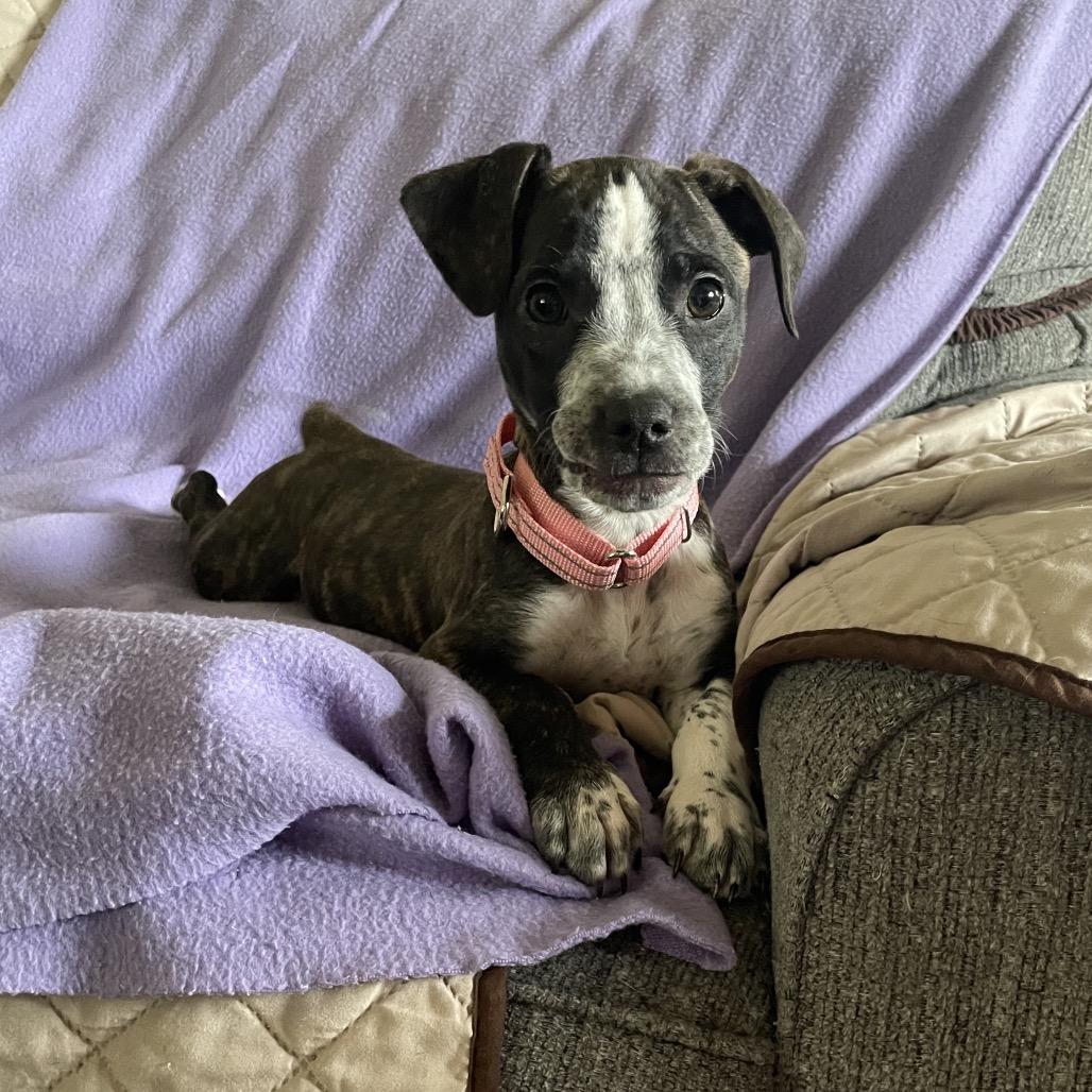 Butters, Adoptable, Puppy Female Pit Bull Terrier & Chihuahua.