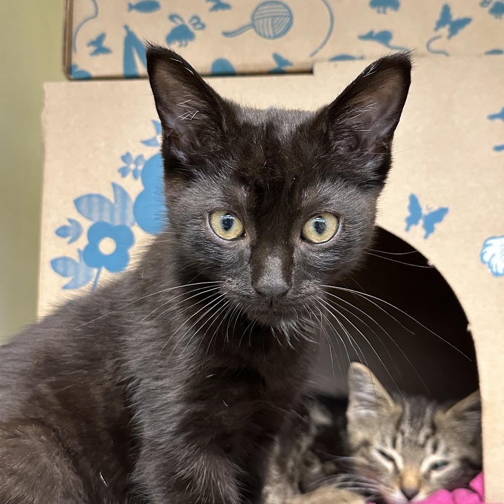 Apple-Gate (Critter Barn), Adoptable, Kitten Male Domestic Short Hair.