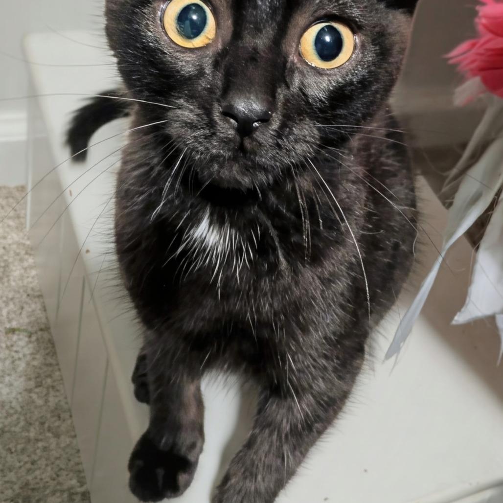 Enlarge Apple-Gate (Critter Barn), a Adoptable Domestic Short Hair in West Olive, MI image 2/2