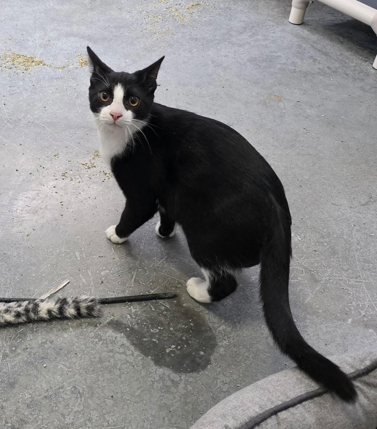 Stink, Adoptable, Young Male Domestic Medium Hair.