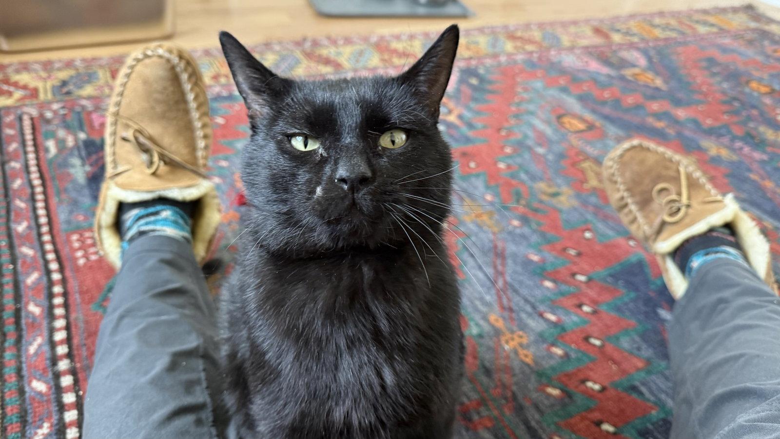 Enlarge Milroe, a Adopted Domestic Short Hair in Aurora, CO image 1/3