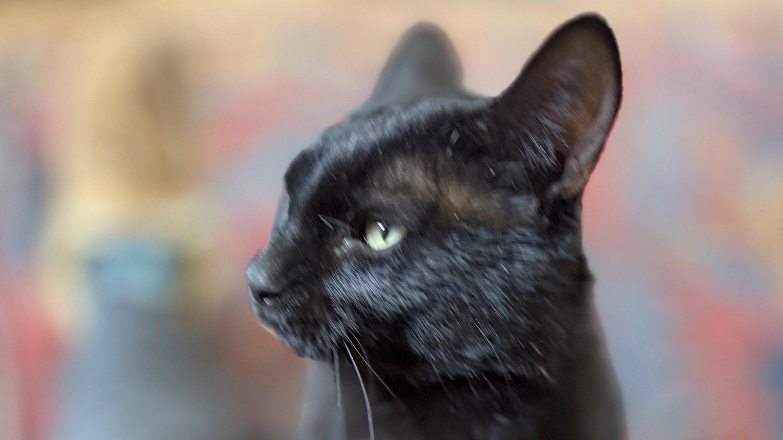Enlarge Milroe, a Adopted Domestic Short Hair in Aurora, CO image 2/3