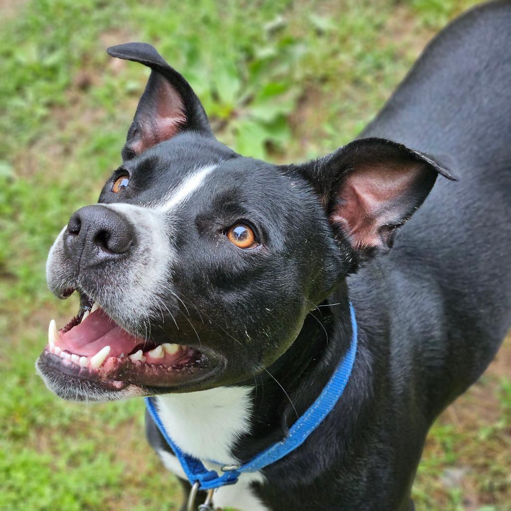 Juice, Adoptable, Adult Male Mixed Breed & Collie.