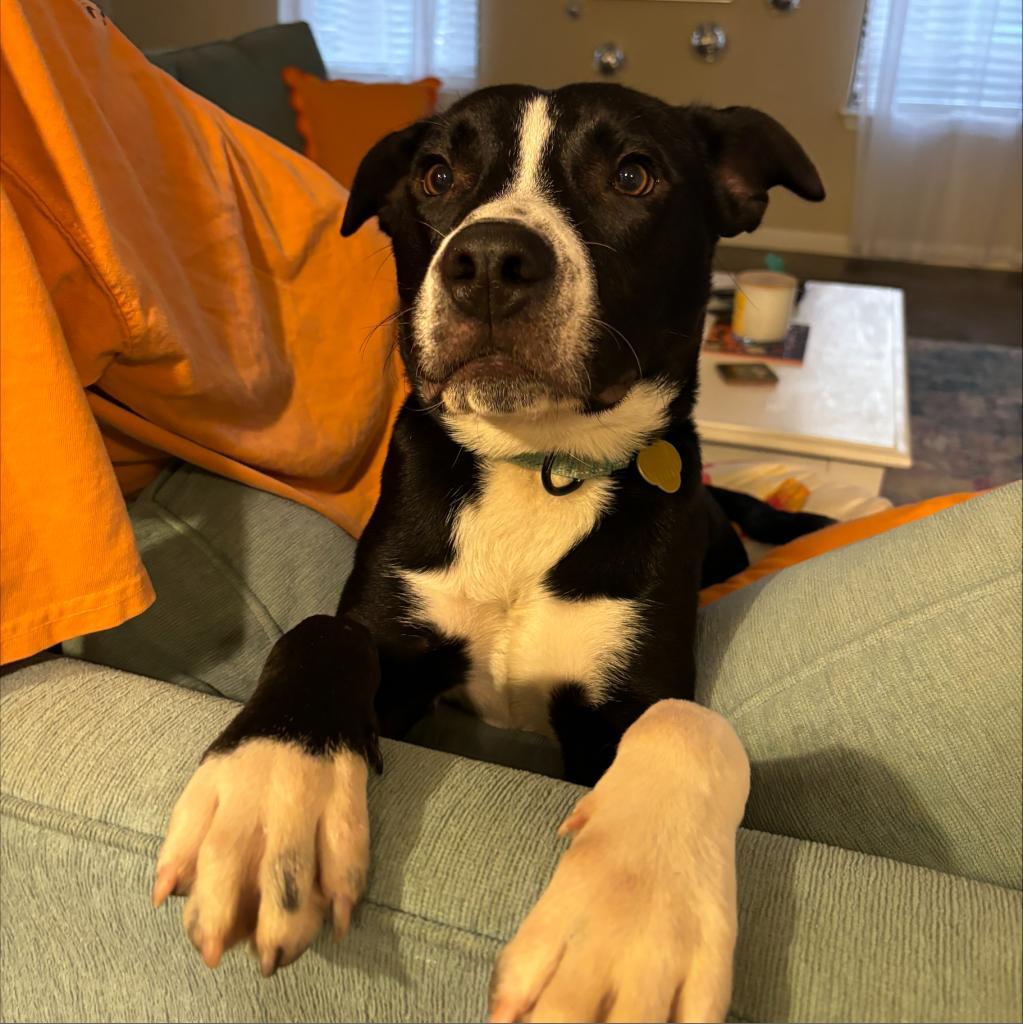 Enlarge Juice, a Adoptable mixed breed in Auburn, AL image 2/6
