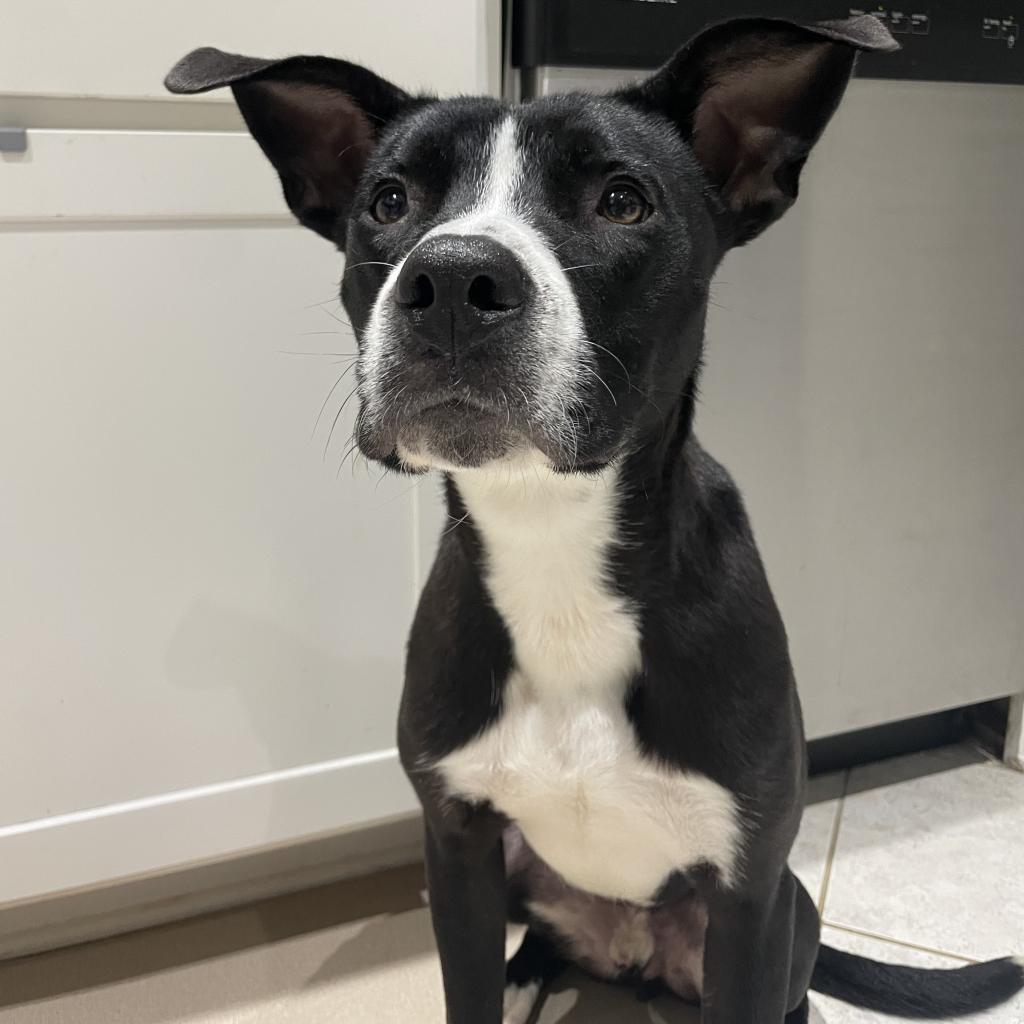 Enlarge Juice, a Adoptable mixed breed in Auburn, AL image 3/6