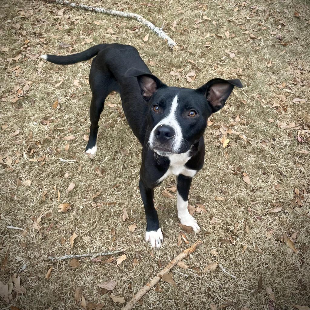 Enlarge Juice, a Adoptable mixed breed in Auburn, AL image 4/6