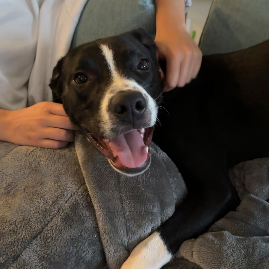 Enlarge Juice, a Adoptable mixed breed in Auburn, AL image 5/6