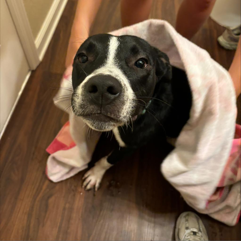 Enlarge Juice, a Adoptable mixed breed in Auburn, AL image 6/6