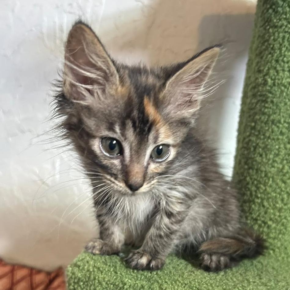 Enlarge Ravioli, a Adoptable Domestic Medium Hair in Taos, NM image 1/5