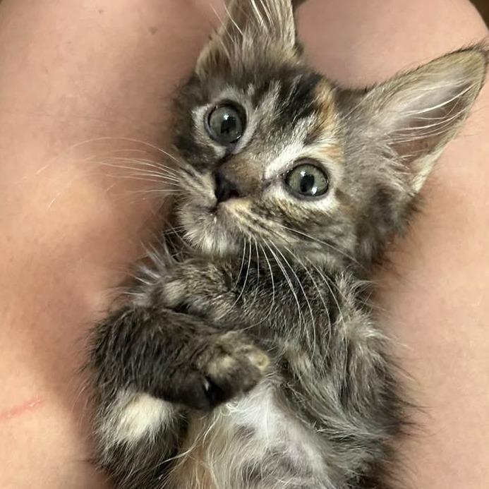 Enlarge Ravioli, a Adoptable Domestic Medium Hair in Taos, NM image 2/5