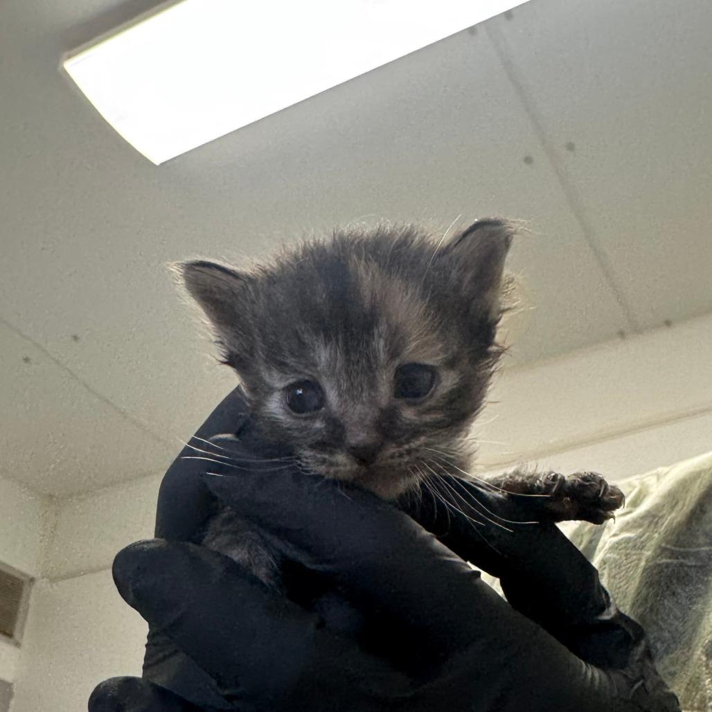 Enlarge Ravioli, a Adoptable Domestic Medium Hair in Taos, NM image 3/5