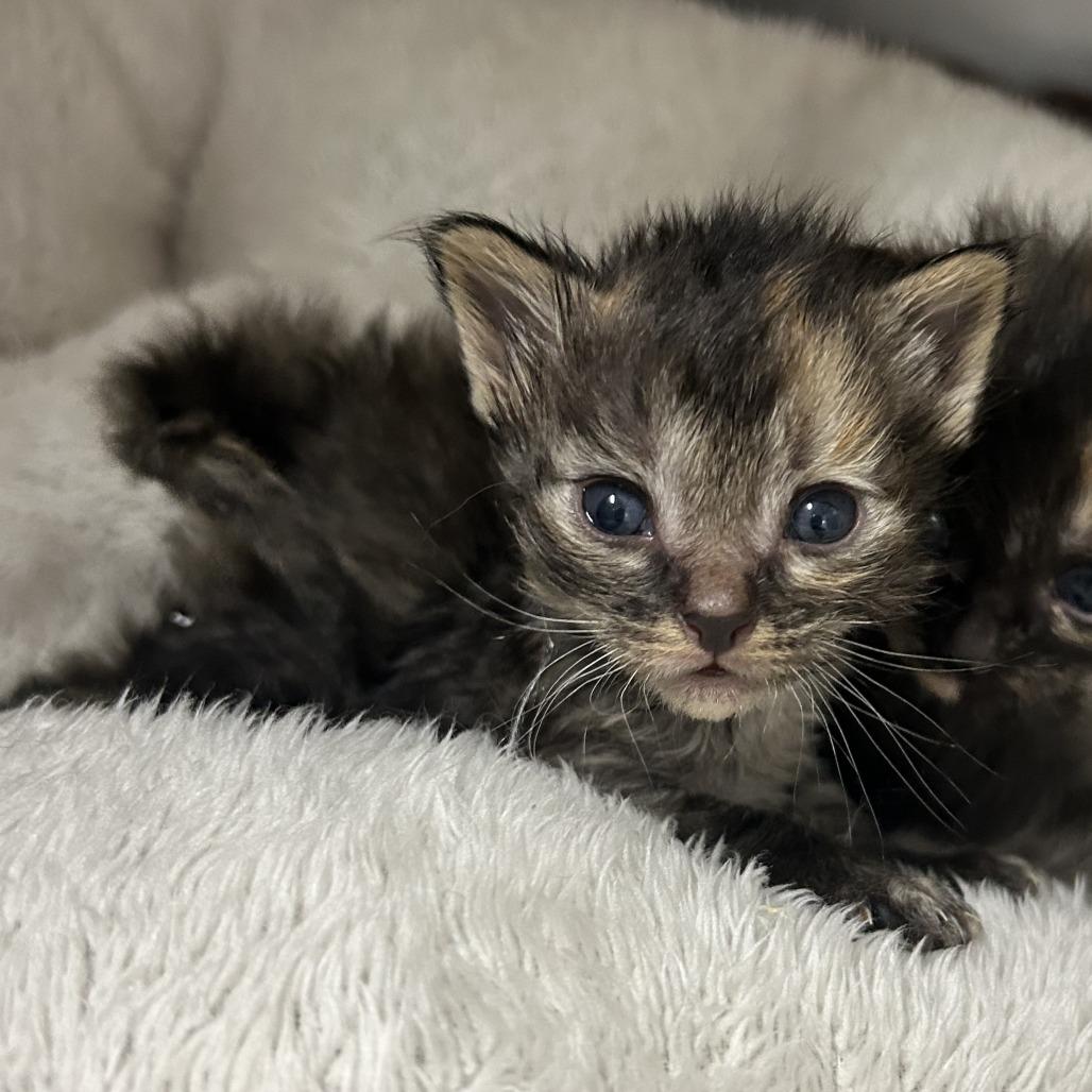 Enlarge Ravioli, a Adoptable Domestic Medium Hair in Taos, NM image 4/5