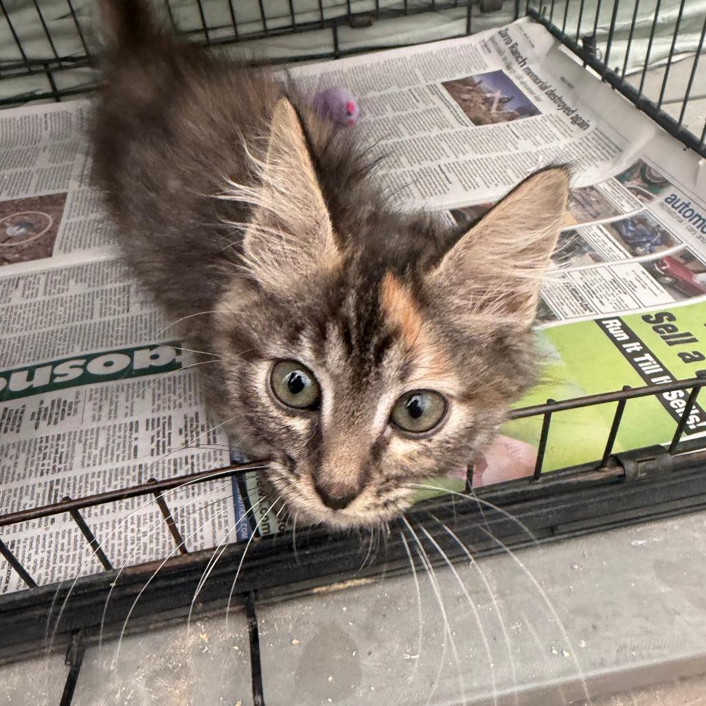 Enlarge Ravioli, a Adoptable Domestic Medium Hair in Taos, NM image 5/5