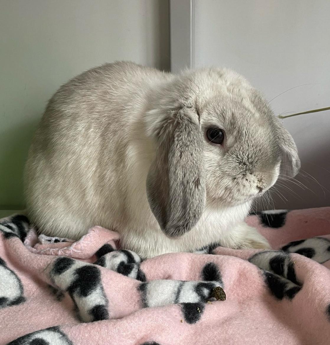 Ithaca, Adoptable, Young Female Mini Lop.