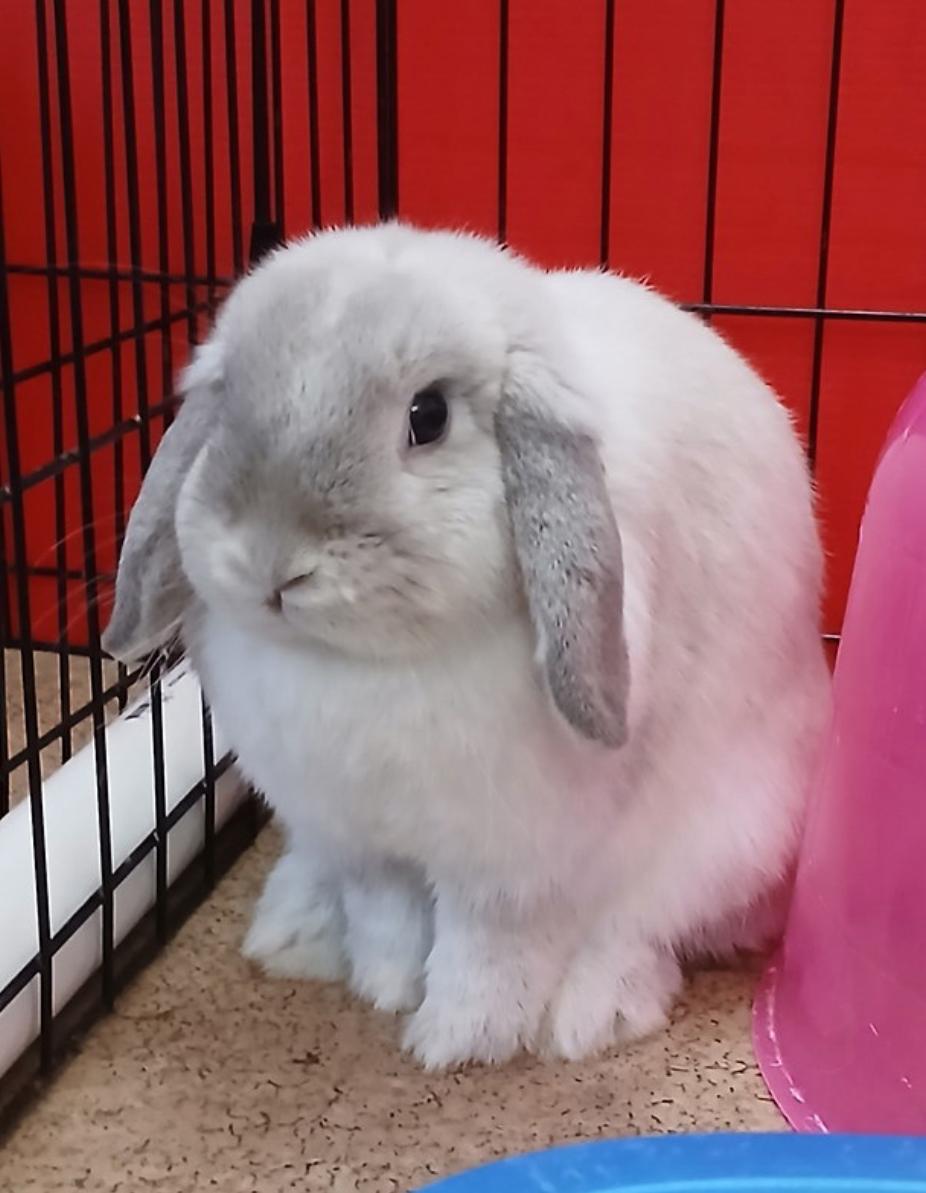 Enlarge Ithaca, a Adoptable Mini Lop in Chicago, IL image 2/2