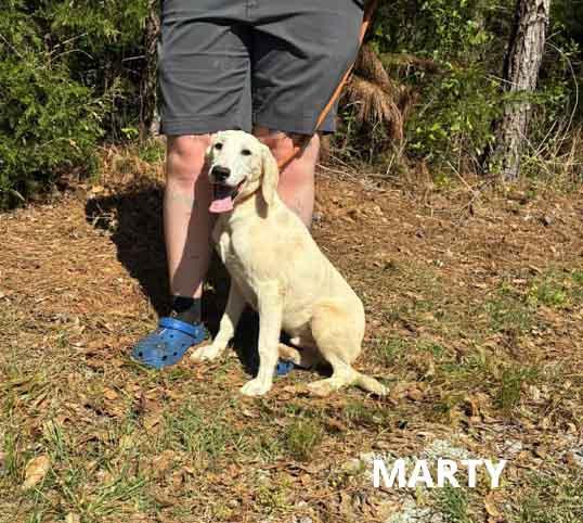 Enlarge Marty, a ADOPTABLE mixed breed in Washington, GA image 3/3