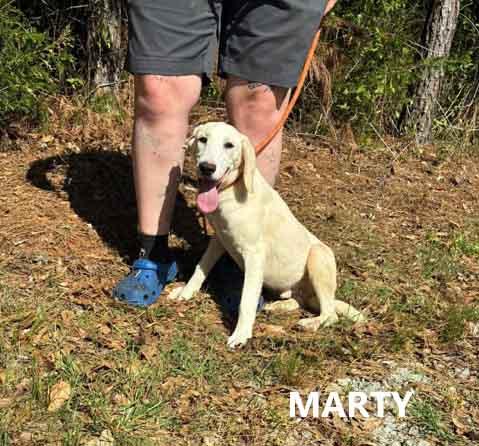 Enlarge Marty, a ADOPTABLE mixed breed in Washington, GA image 1/3