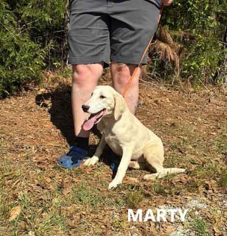 Enlarge Marty, a ADOPTABLE mixed breed in Washington, GA image 2/3