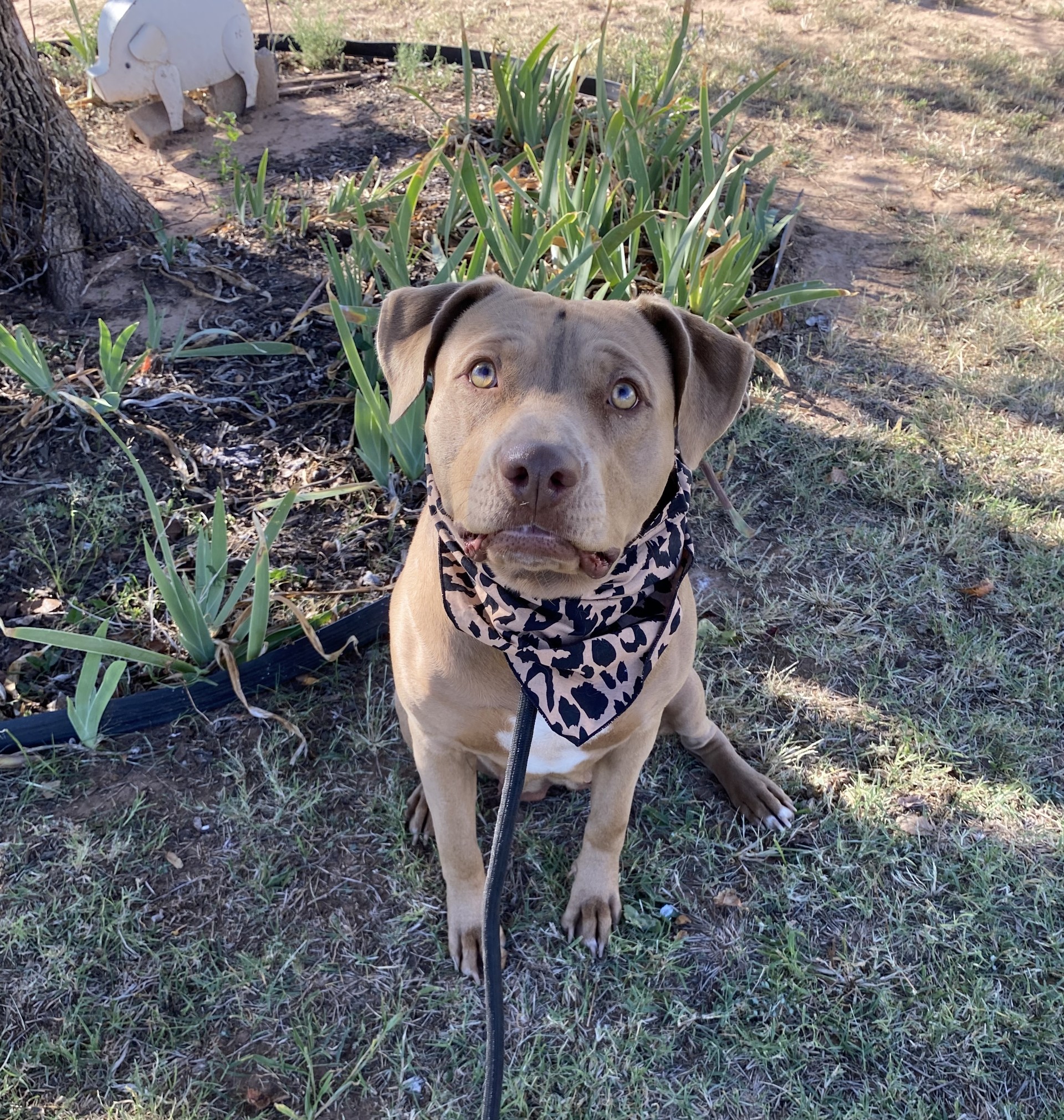 Dog for adoption GINNY, a Terrier Mix in Snyder, TX Petfinder