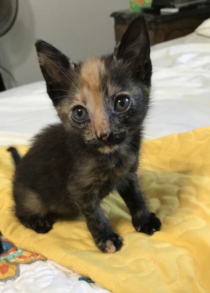 Dreamer, Adoptable, Kitten Female Domestic Short Hair & Domestic Short Hair.