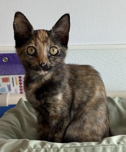 Enlarge Dreamer, a Adoptable mixed breed image 2/3