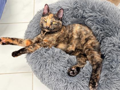 Dreamer, Adoptable, Kitten Female Domestic Short Hair & Domestic Short Hair.