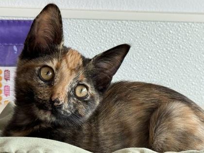 Enlarge Dreamer, a Adoptable mixed breed image 3/3