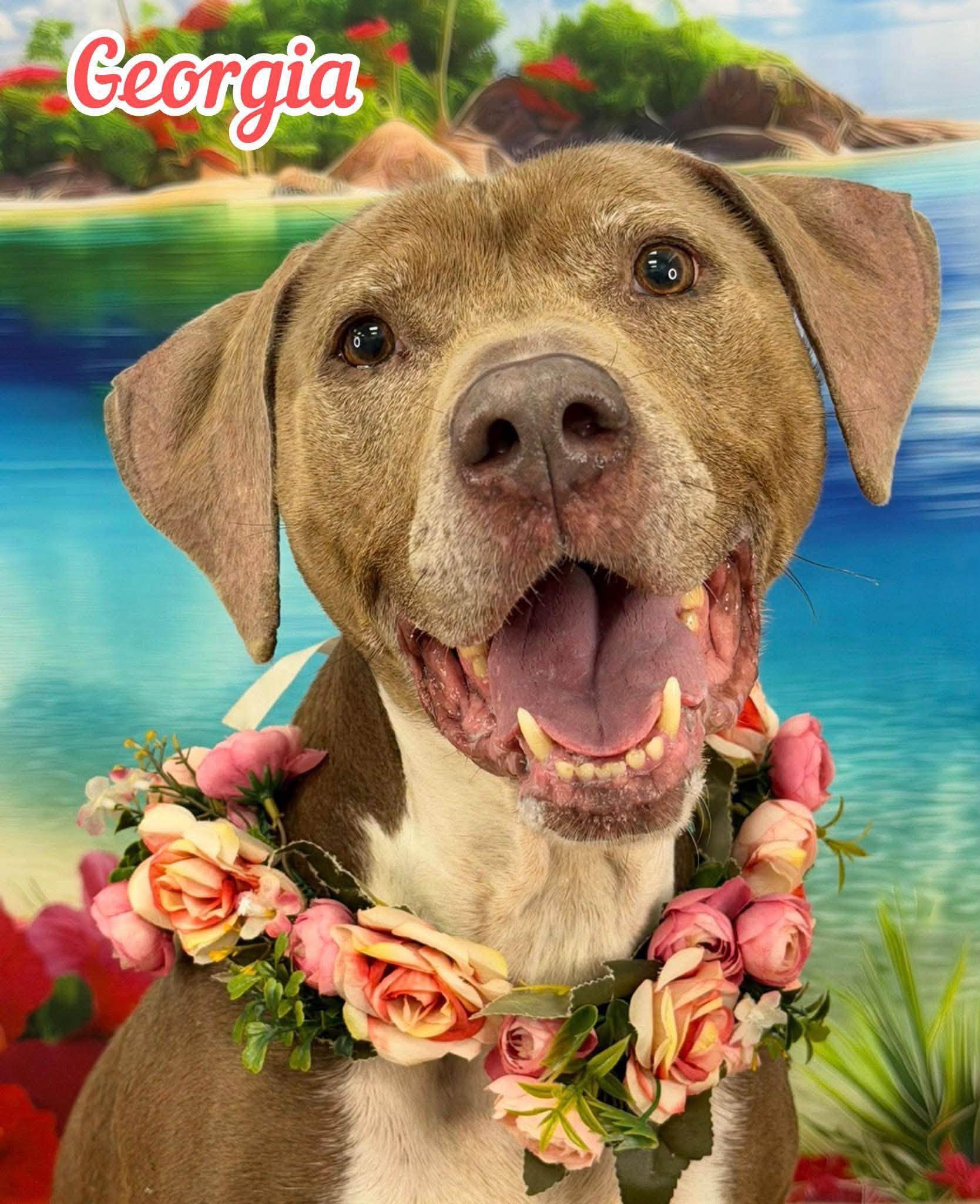 Enlarge Georgia, a ADOPTABLE Mixed Breed in Flint, MI image 1/1
