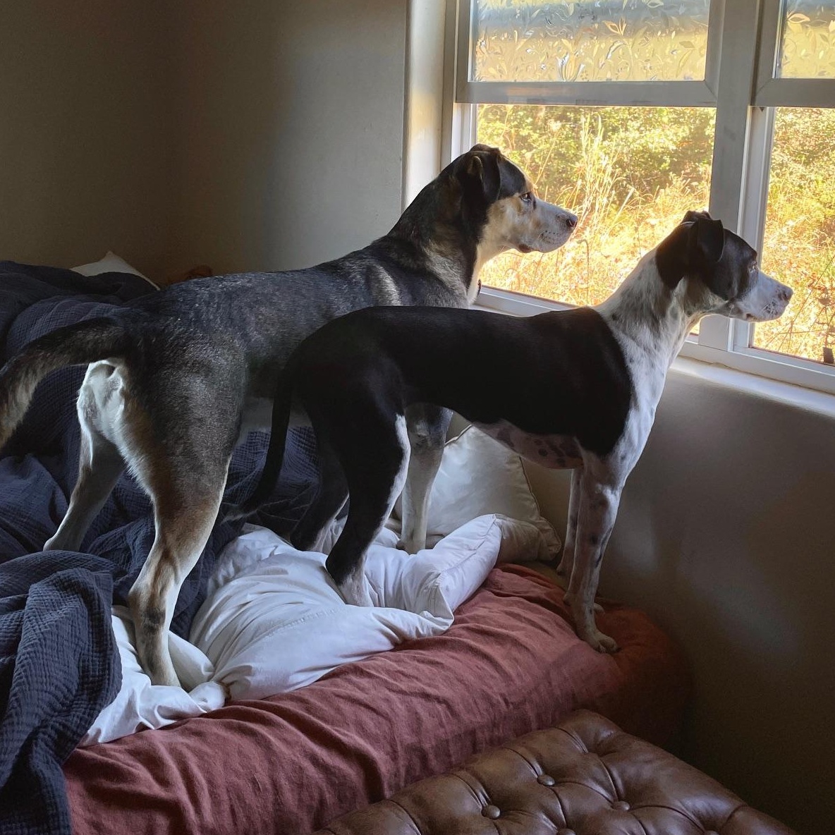 Enlarge Butch, a Adoptable mixed breed in The Dalles, OR image 5/6