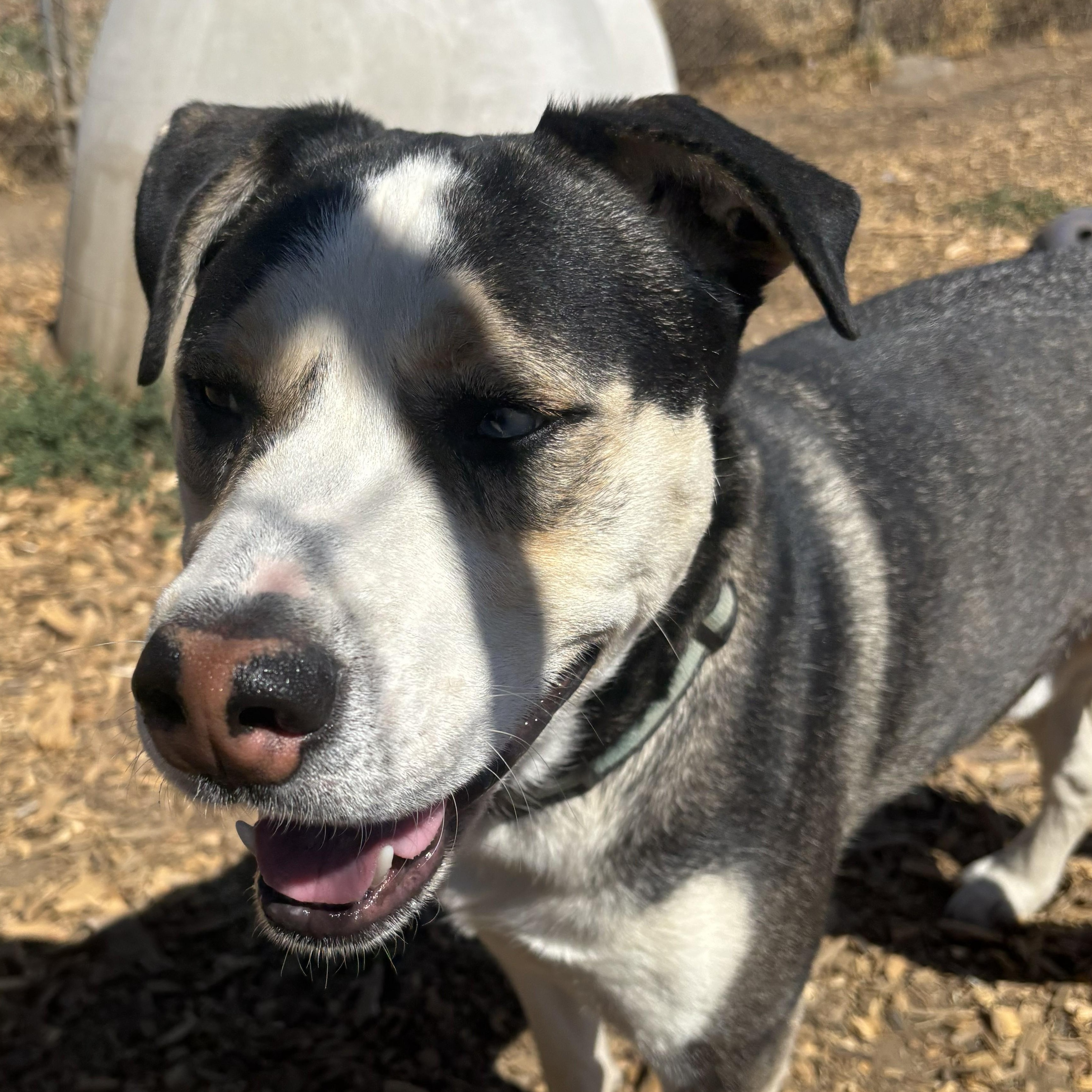 Enlarge Butch, a Adoptable mixed breed in The Dalles, OR image 2/6