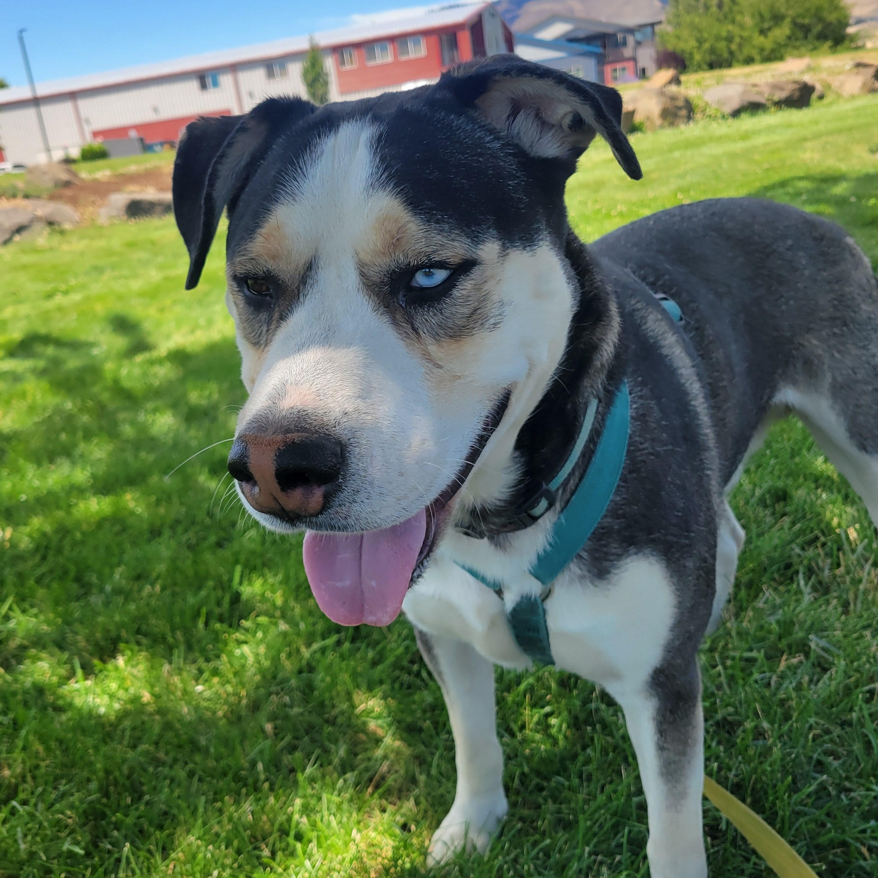 Butch, Adoptable, Adult Male Alaskan Malamute & Pit Bull Terrier.