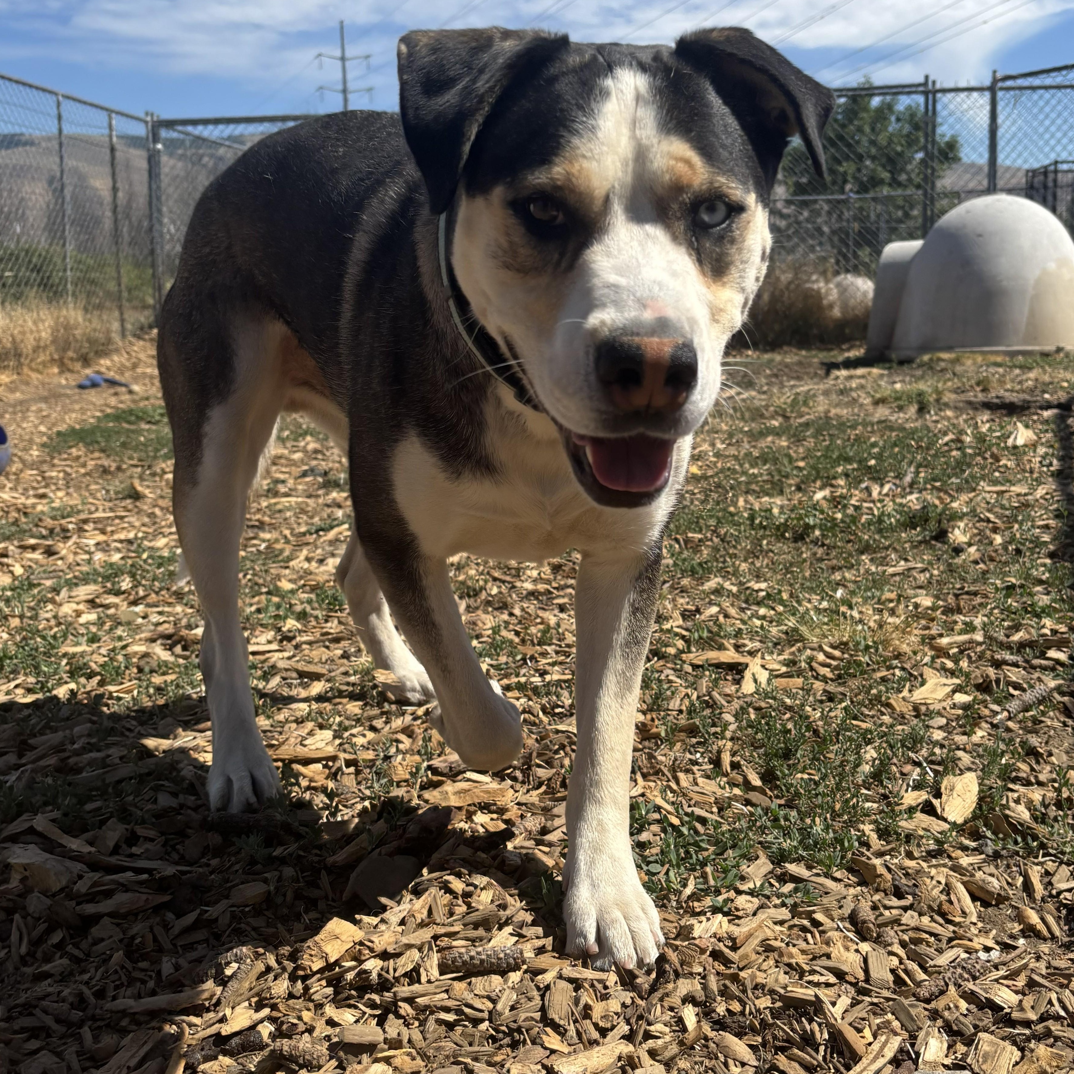 Enlarge Butch, a Adoptable mixed breed in The Dalles, OR image 4/6