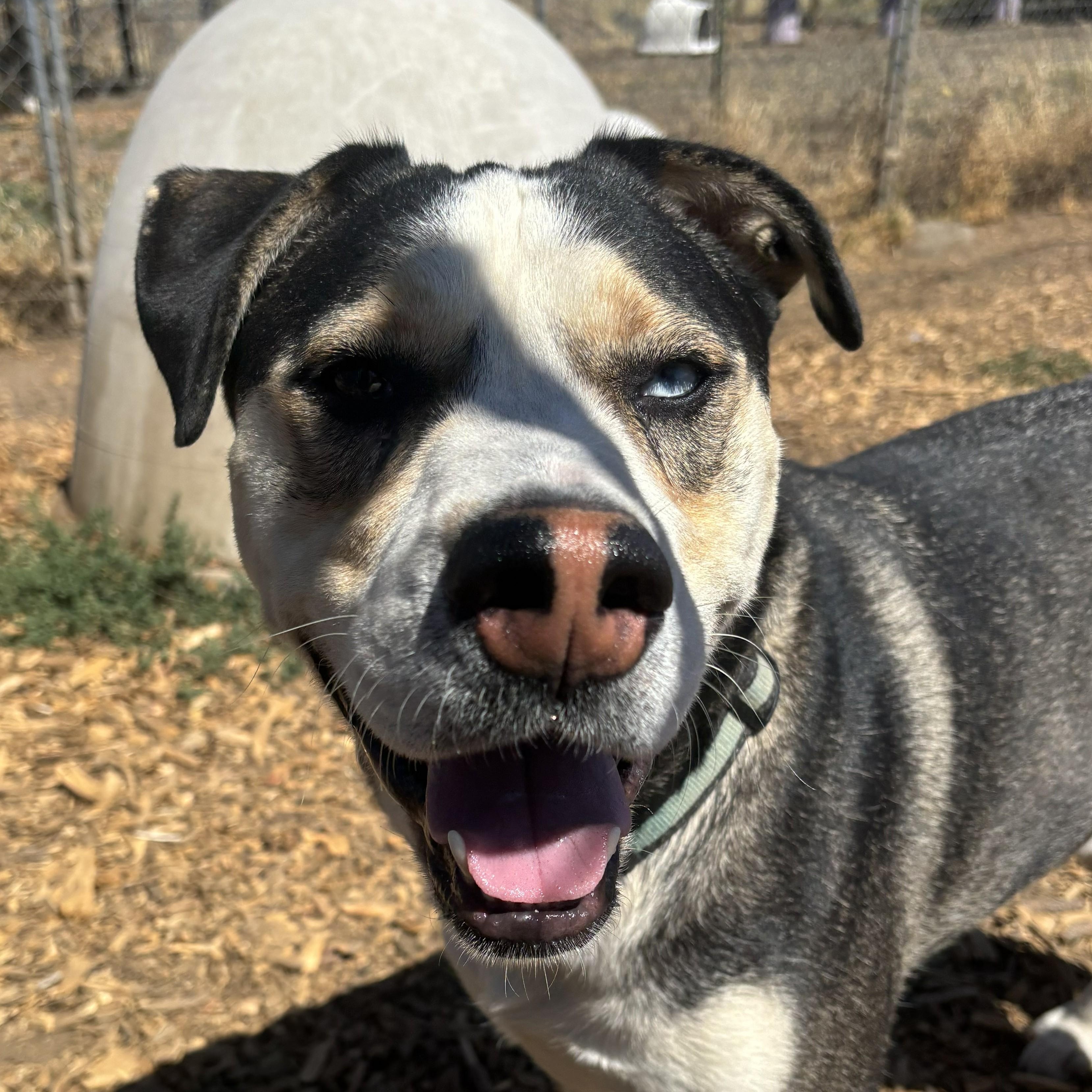 Butch, Adoptable, Adult Male Alaskan Malamute & Pit Bull Terrier.