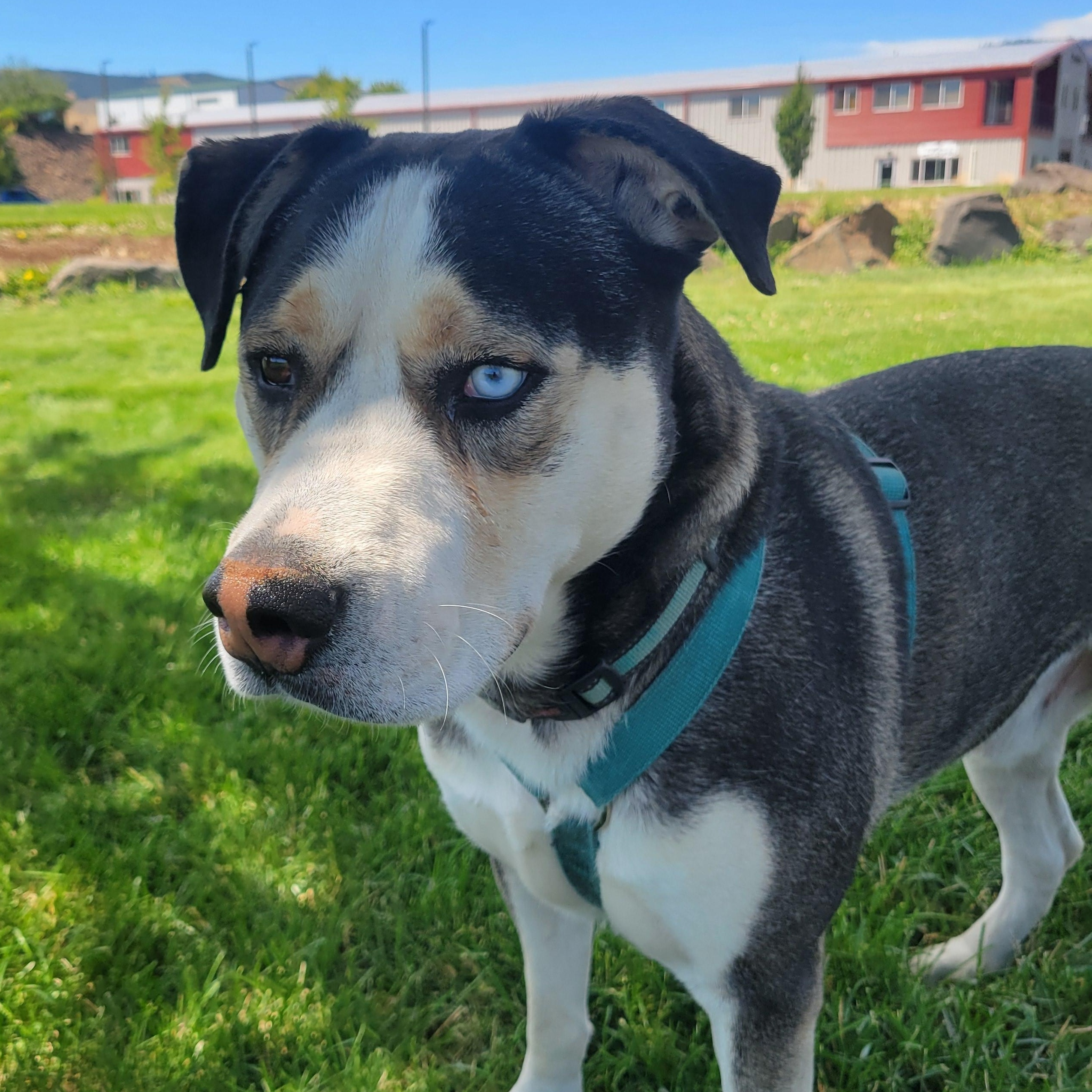 Butch, a Adoptable mixed breed in The Dalles, OR image 6/6