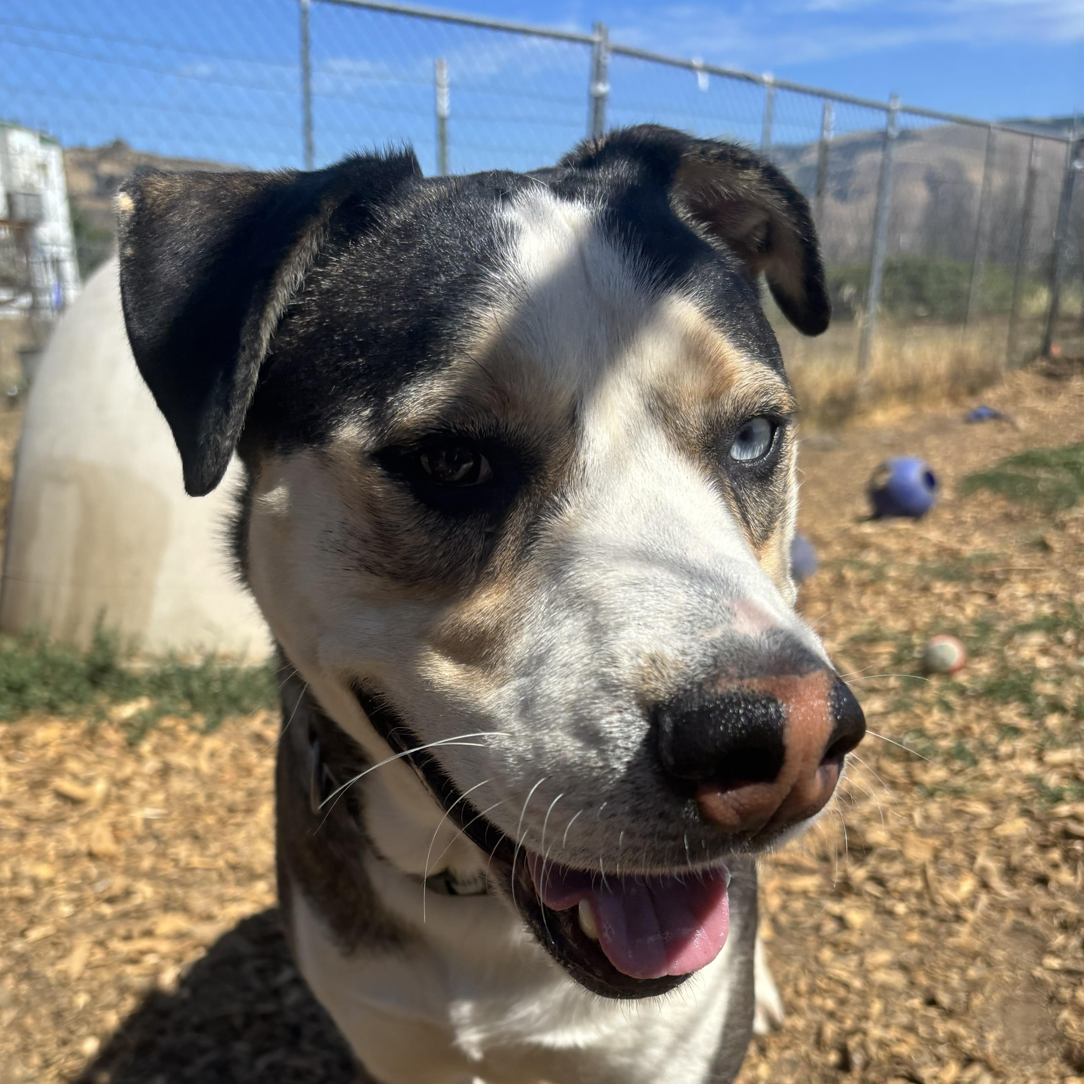 Enlarge Butch, a Adoptable mixed breed in The Dalles, OR image 3/6