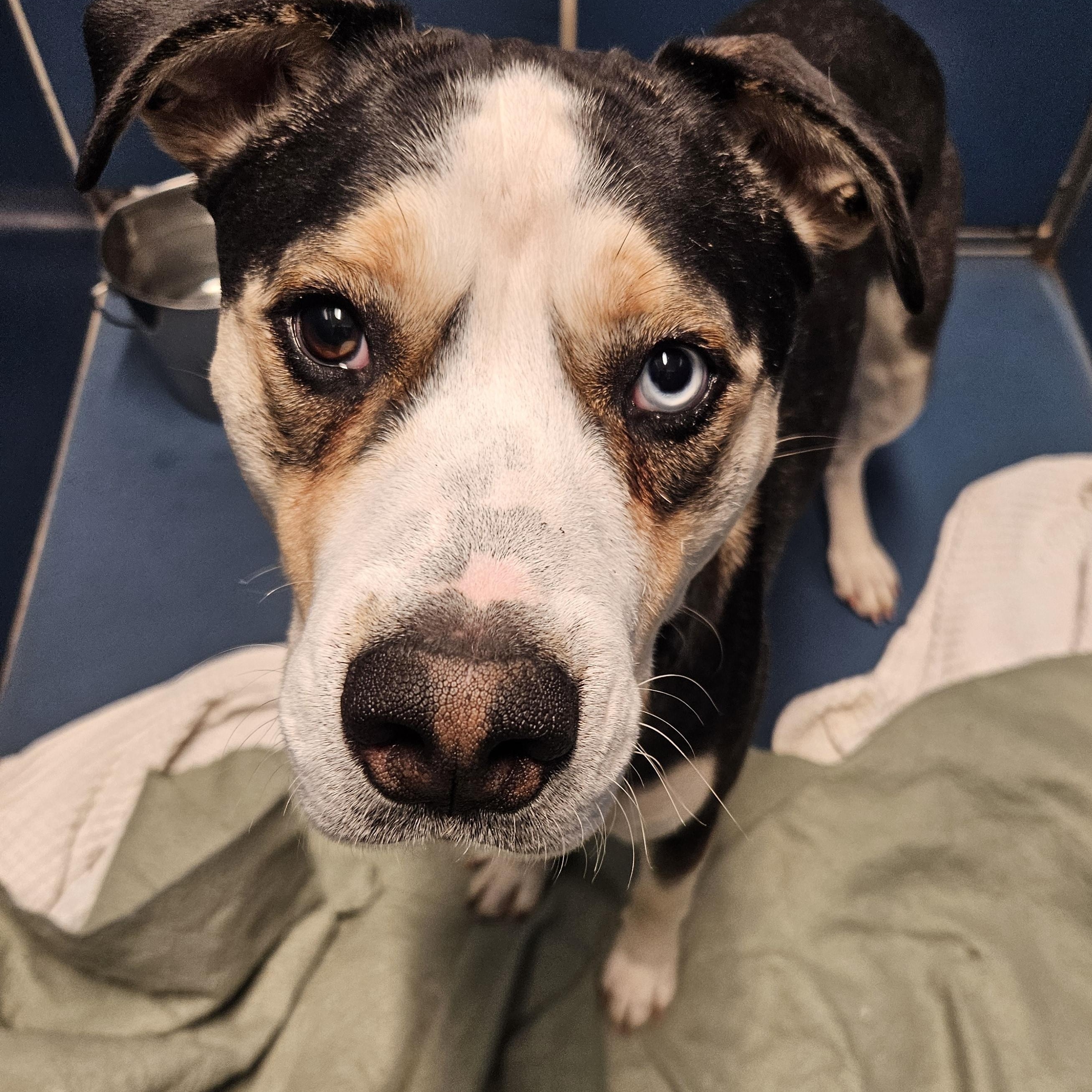 Butch, Adoptable, Adult Male Cattle Dog.