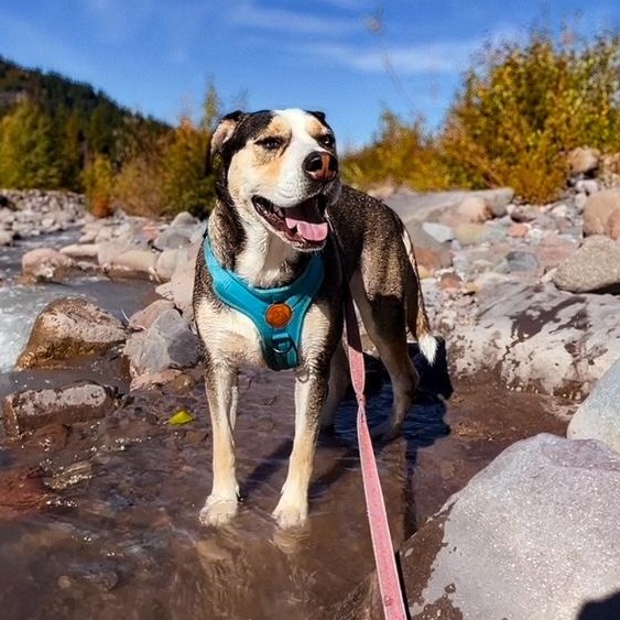Enlarge Butch, a Adoptable mixed breed in The Dalles, OR image 2/6