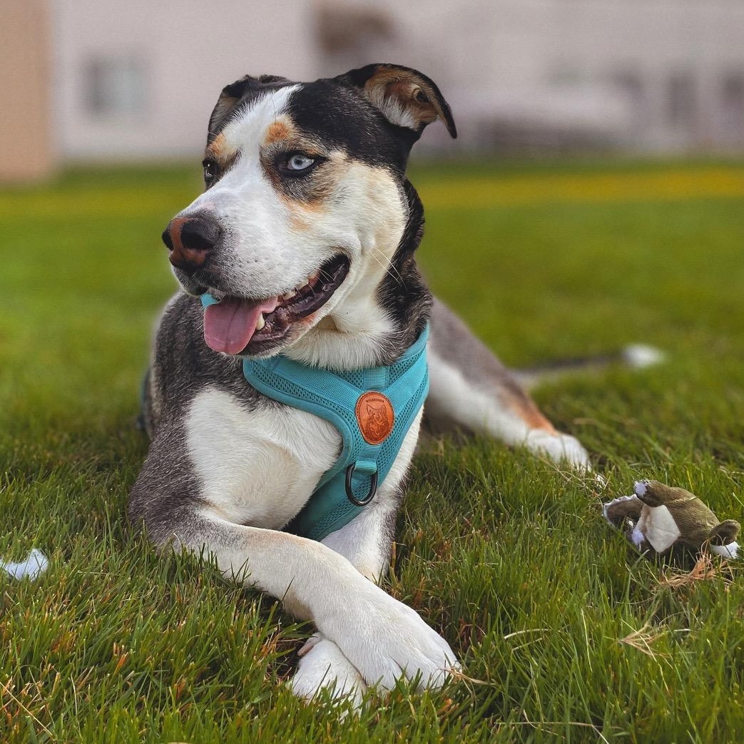 Enlarge Butch, a Adoptable mixed breed in The Dalles, OR image 6/6