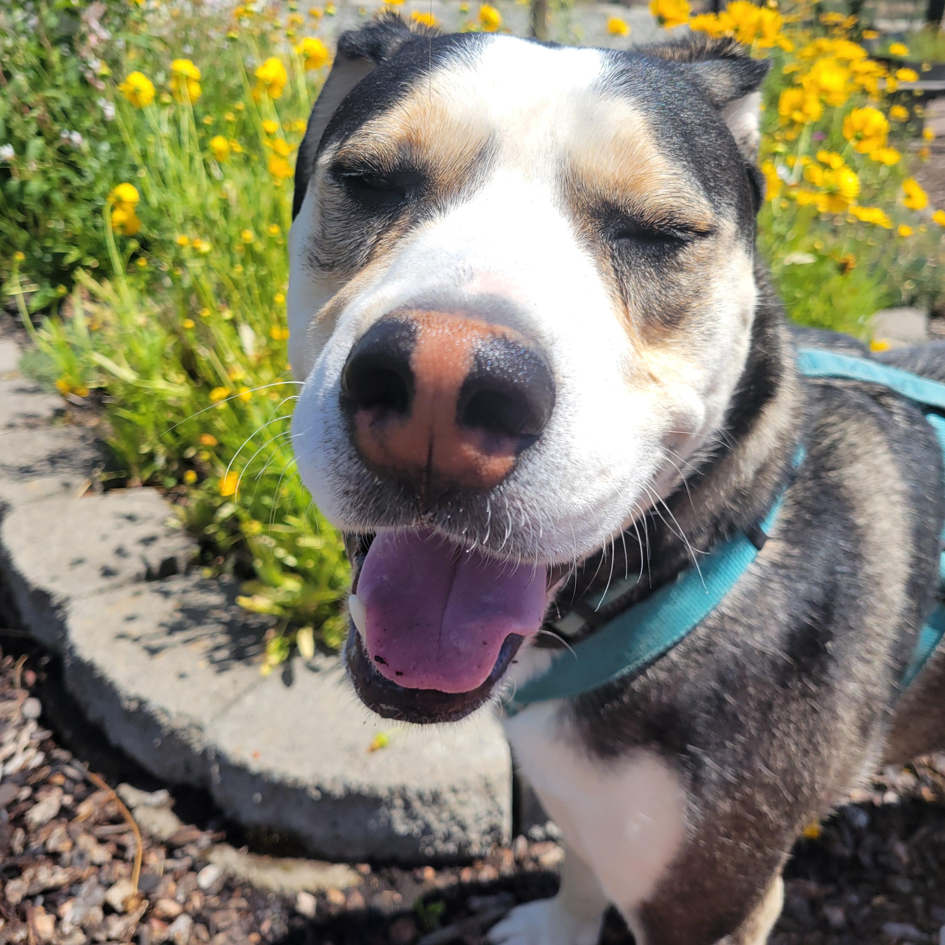 Butch, a Adoptable mixed breed in The Dalles, OR image 2/6