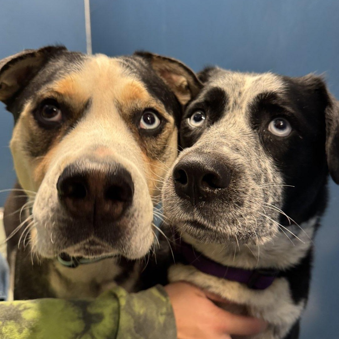 Butch, a Adoptable mixed breed in The Dalles, OR image 2/3