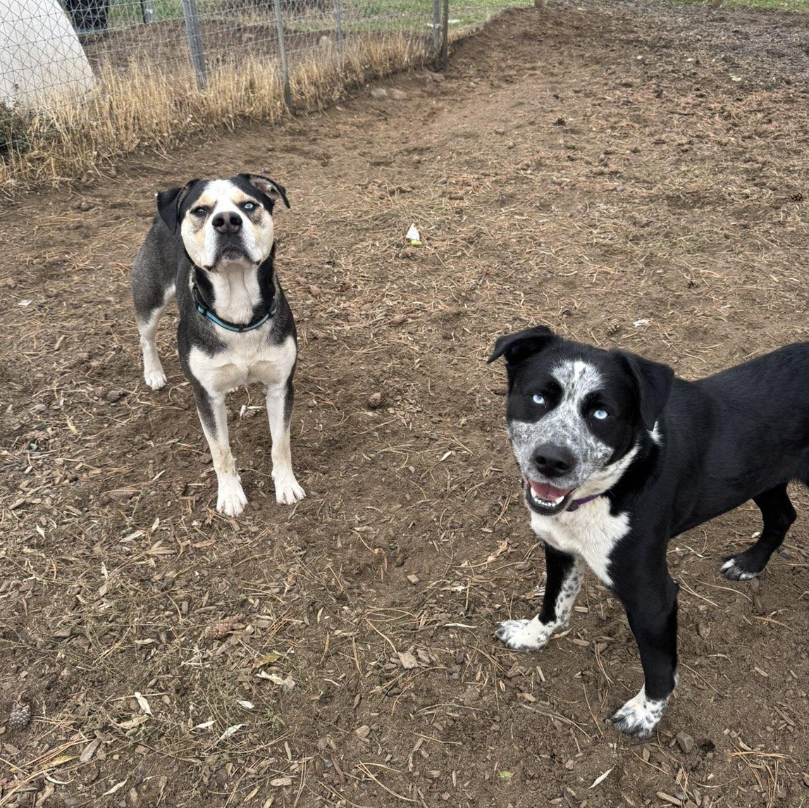 Butch, a Adoptable mixed breed in The Dalles, OR image 3/3