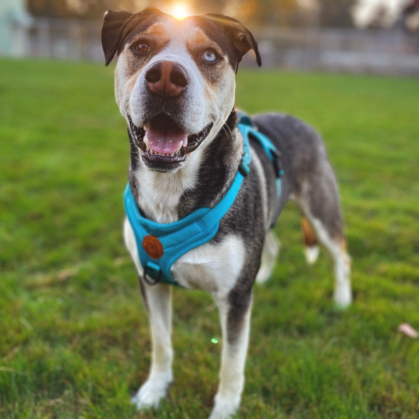 Butch, Adoptable, Adult Male Alaskan Malamute & Pit Bull Terrier.
