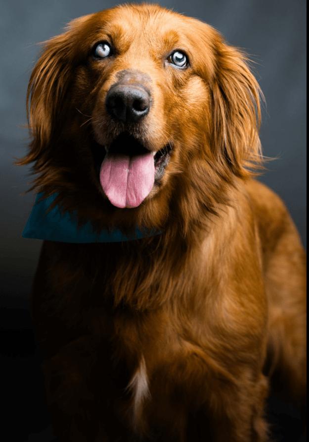 Chief, ADOPTABLE, Adult Male Golden Retriever.