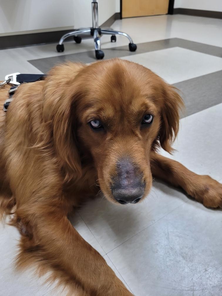 Chief, a ADOPTABLE Golden Retriever in Waterville, OH image 1/3