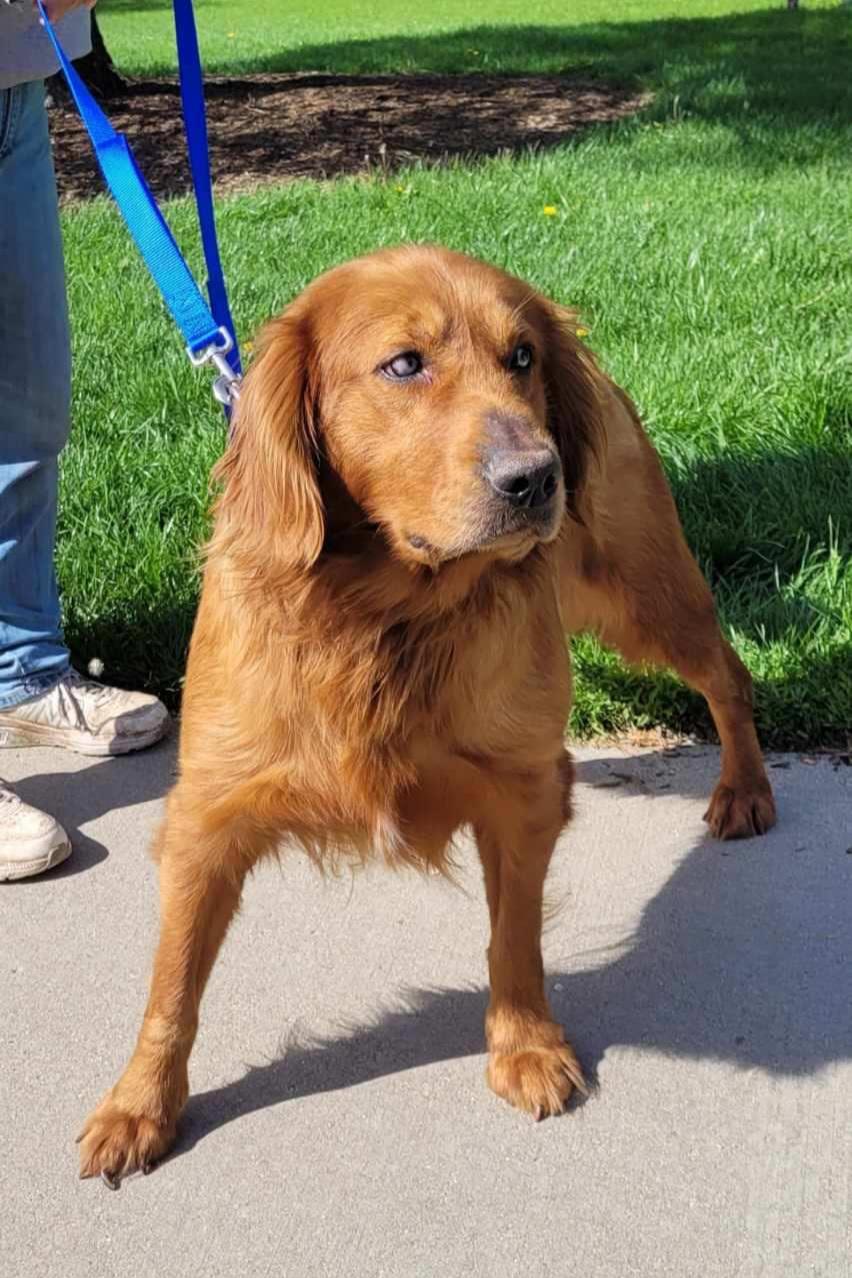 Enlarge Chief, a ADOPTABLE Golden Retriever in Waterville, OH image 2/2