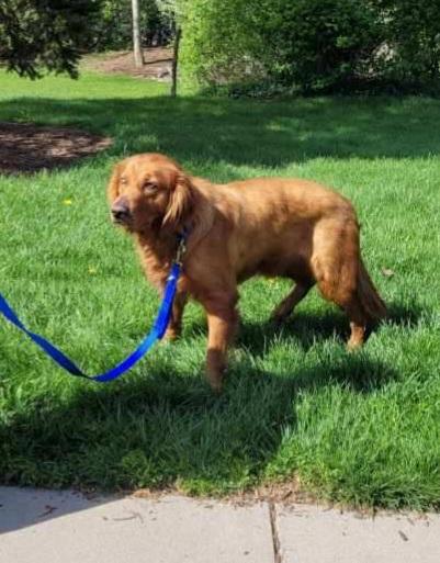 Chief, ADOPTABLE, Adult Male Golden Retriever.
