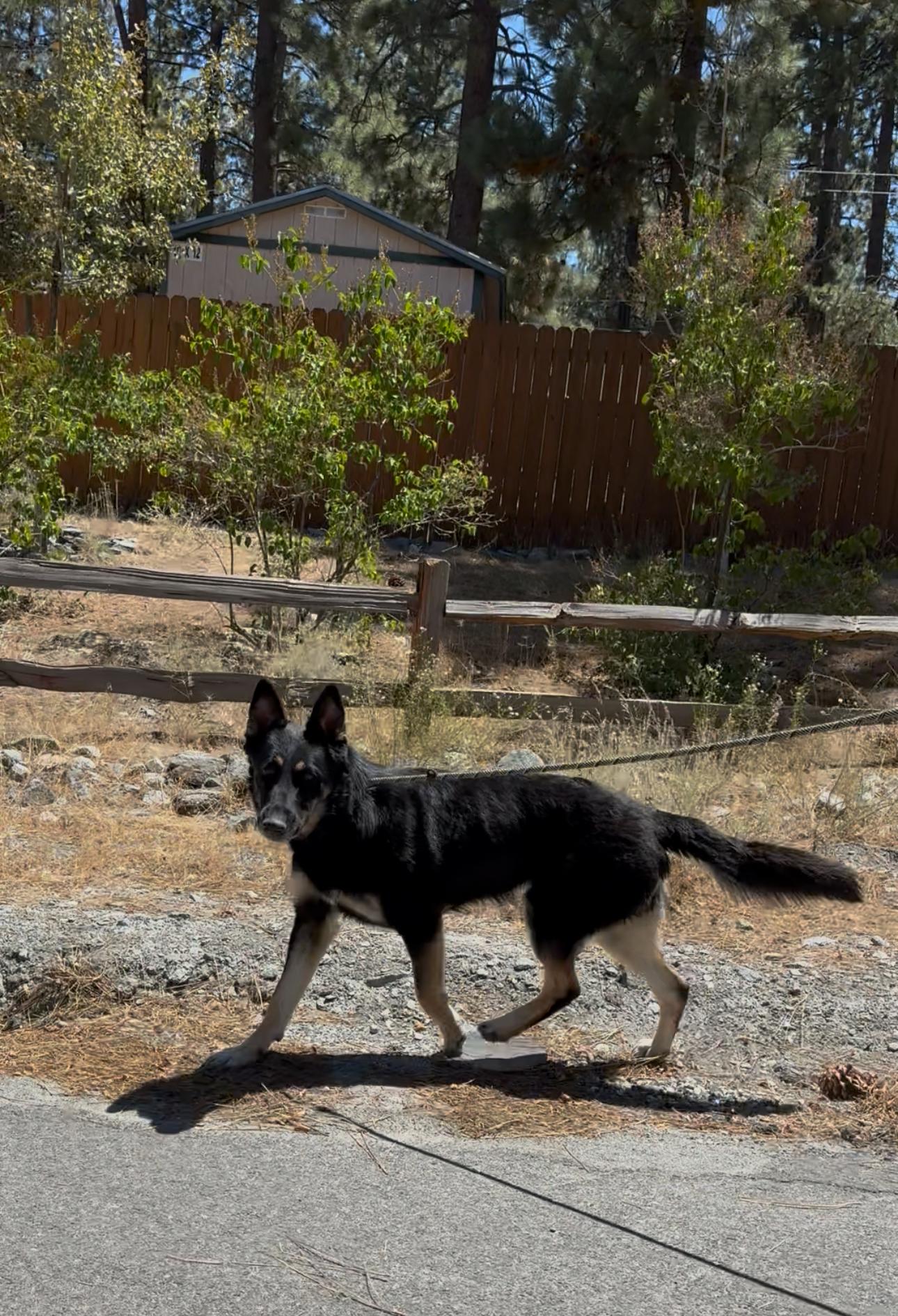 Willow photo 4