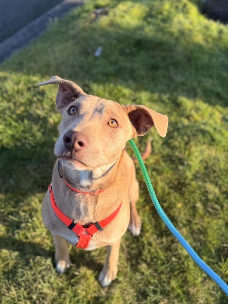 Fred, Adoptable, Puppy Male Pit Bull Terrier.