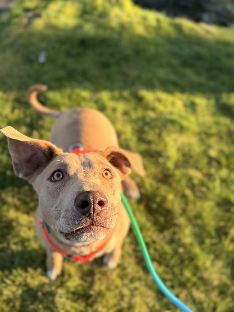 Enlarge Fred, a Adoptable mixed breed in Gig Harbor, WA image 2/4